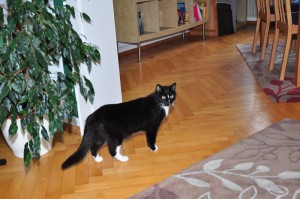 Hannah_20140708-183522_DSC_7031